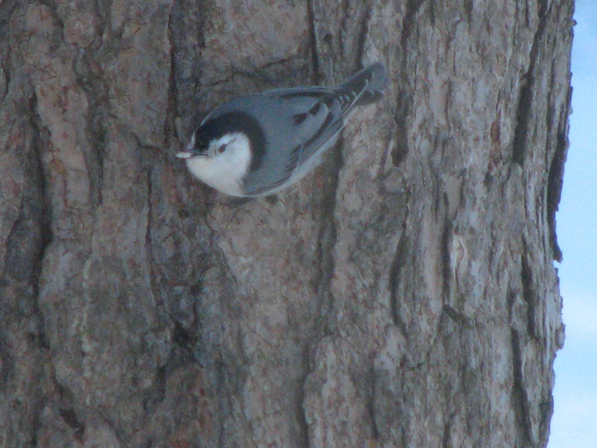 White-breasted Nuthatch - ML51691061