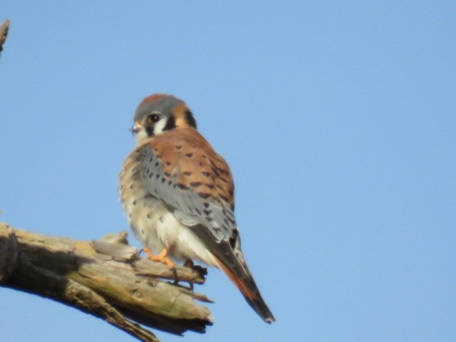 American Kestrel - ML516911221