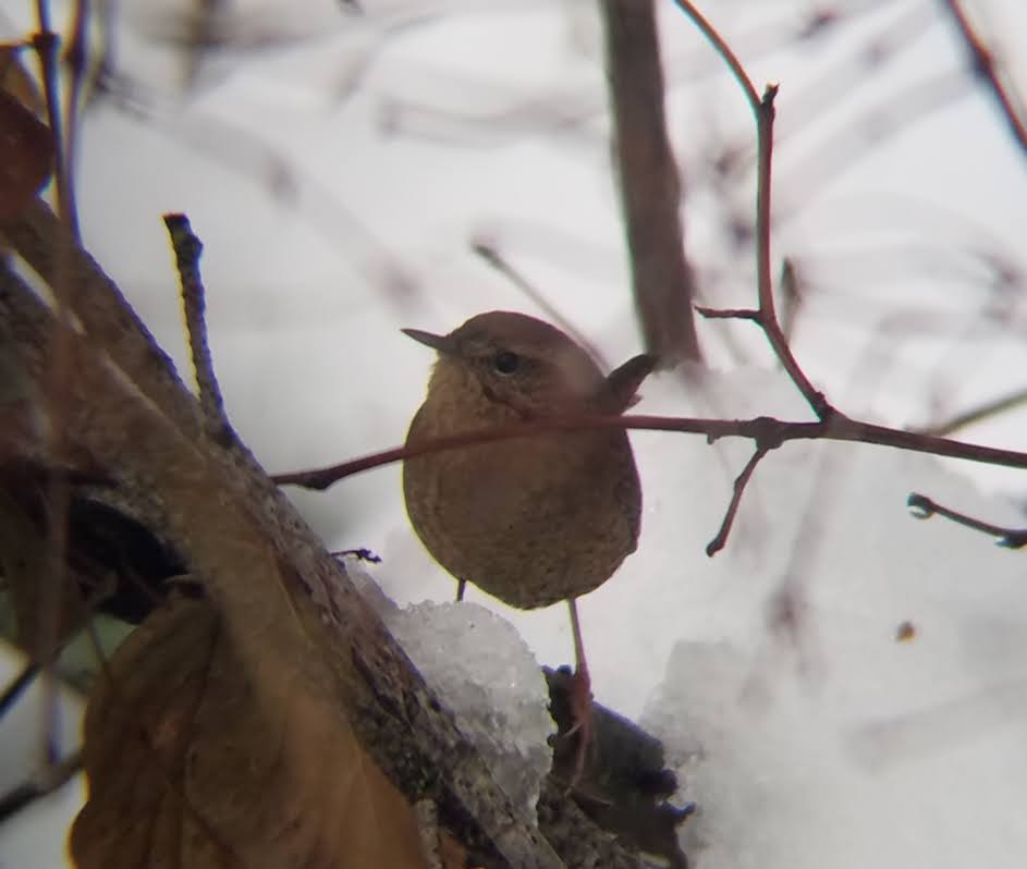 Pacific Wren - ML516911831