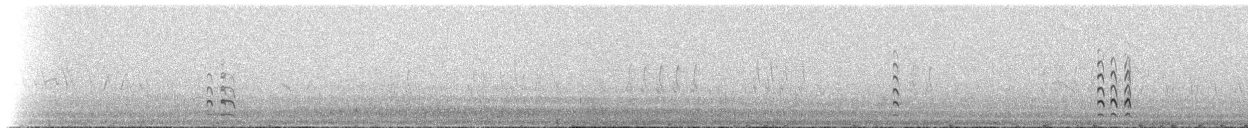 斑尾鷸(baueri群) - ML516912