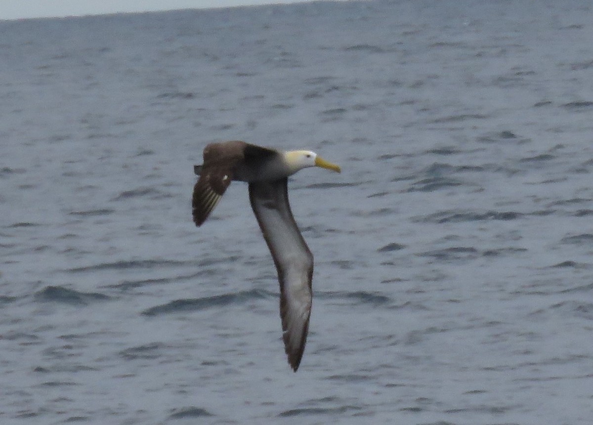 Albatros de Galápagos - ML516912101