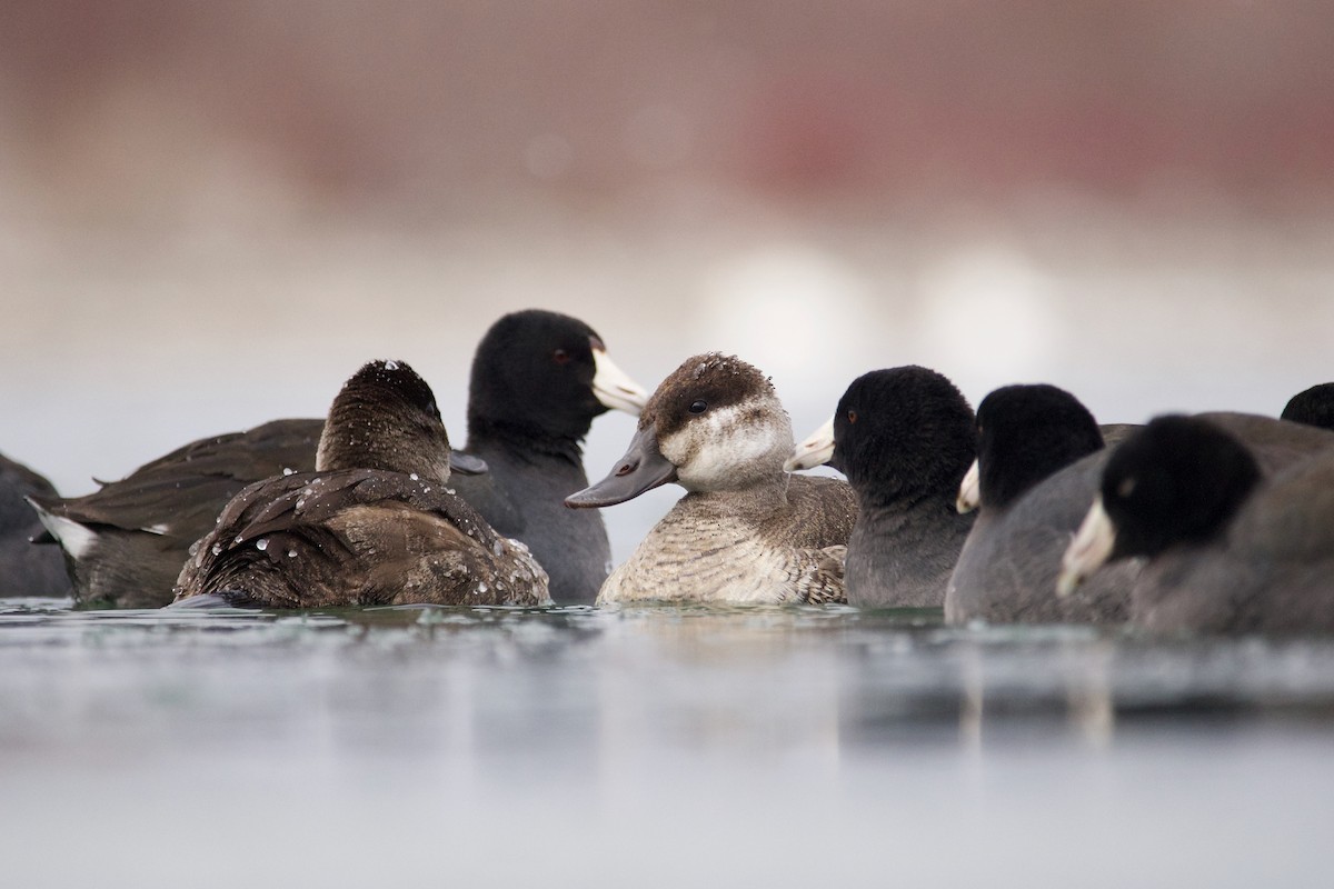 Gobbo della Giamaica - ML516913511