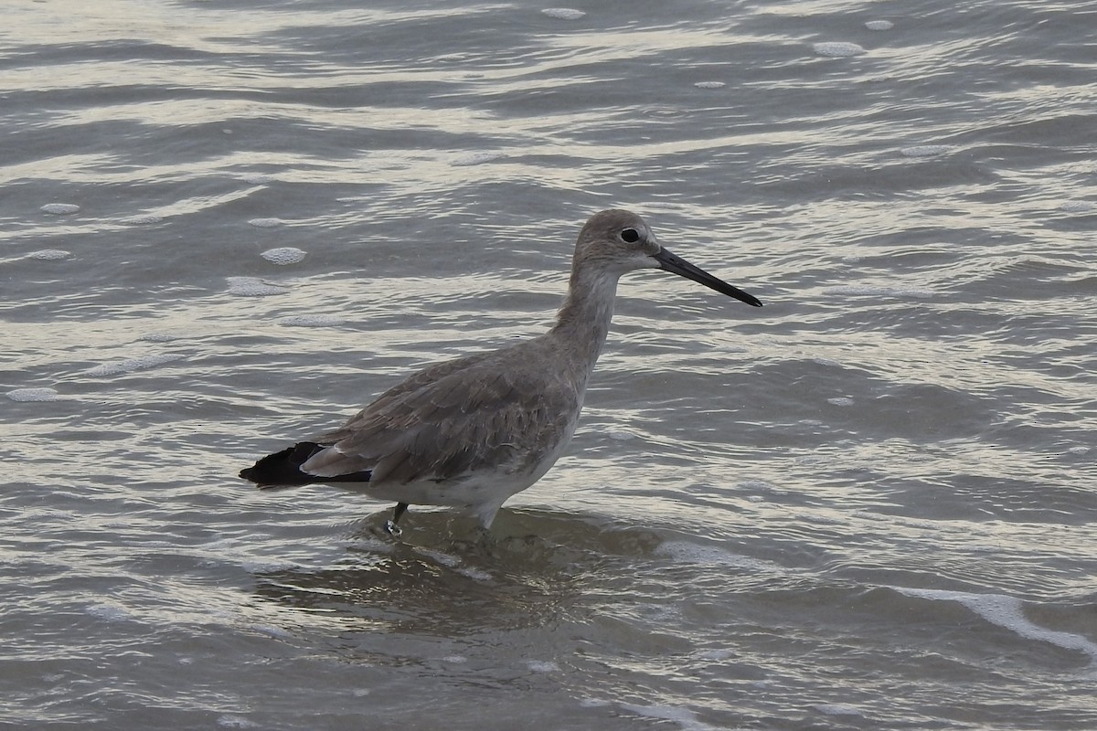 Willet - ML516913971