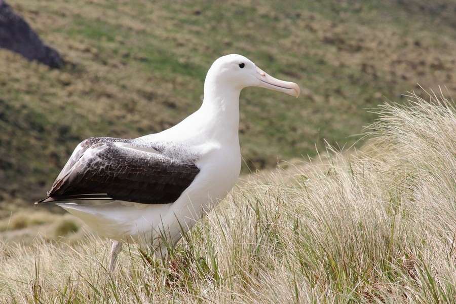 Northern/Southern Royal Albatross - ML516915241