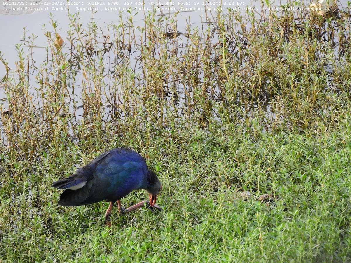 Gray-headed Swamphen - Tarachand Wanvari