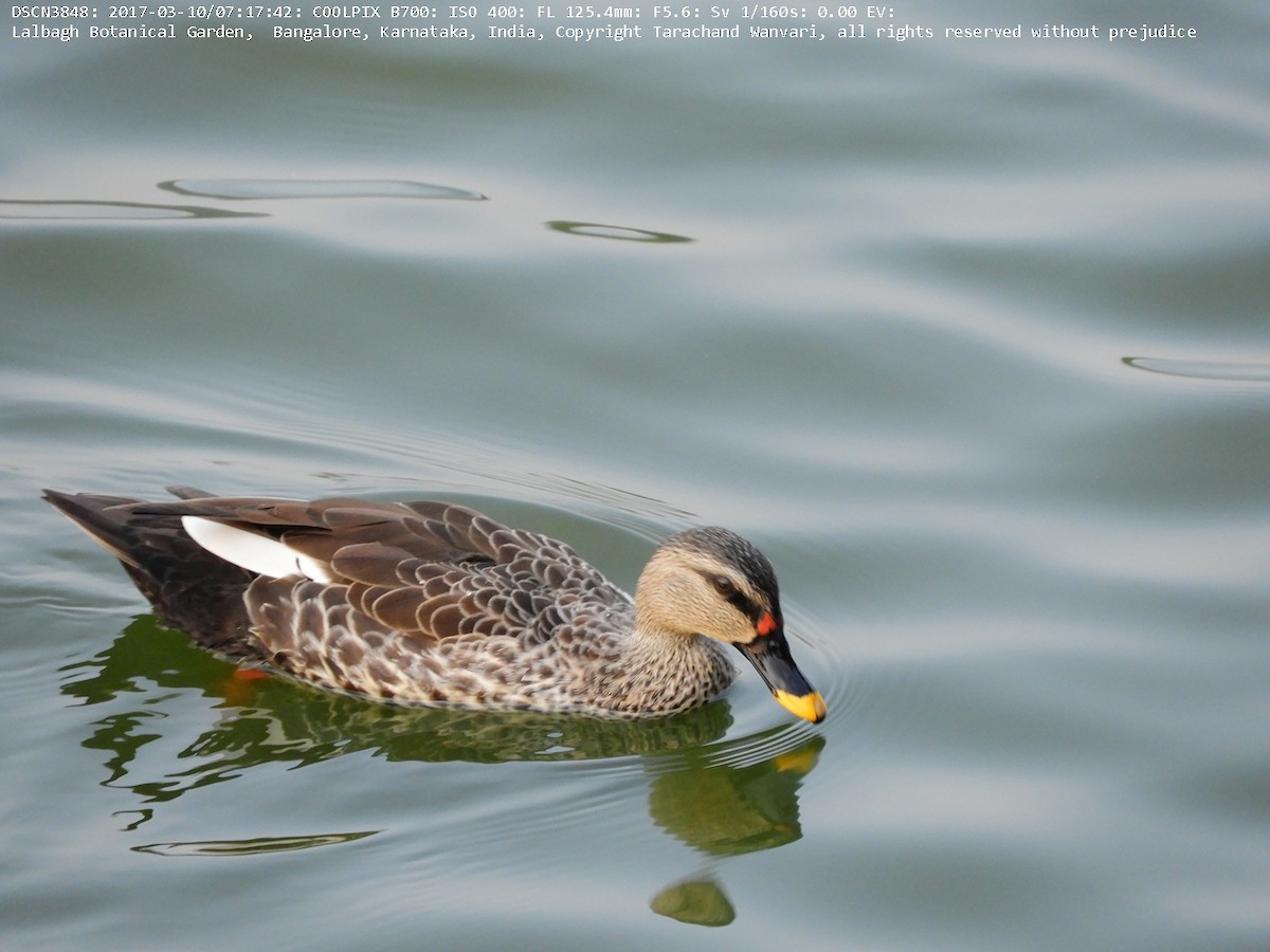 Indian Spot-billed Duck - Tarachand Wanvari