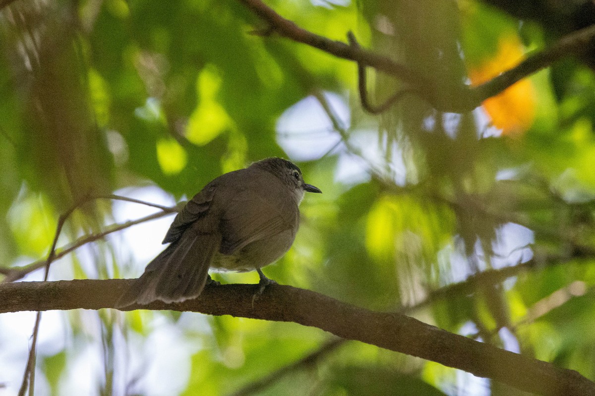 Yellow-streaked Greenbul (Yellow-streaked) - ML516918851