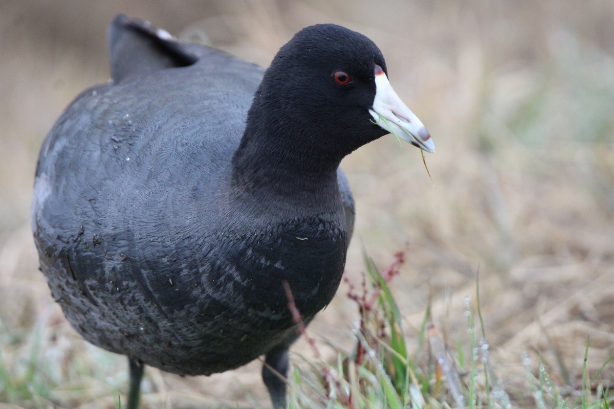 American Coot - Hannah Cox