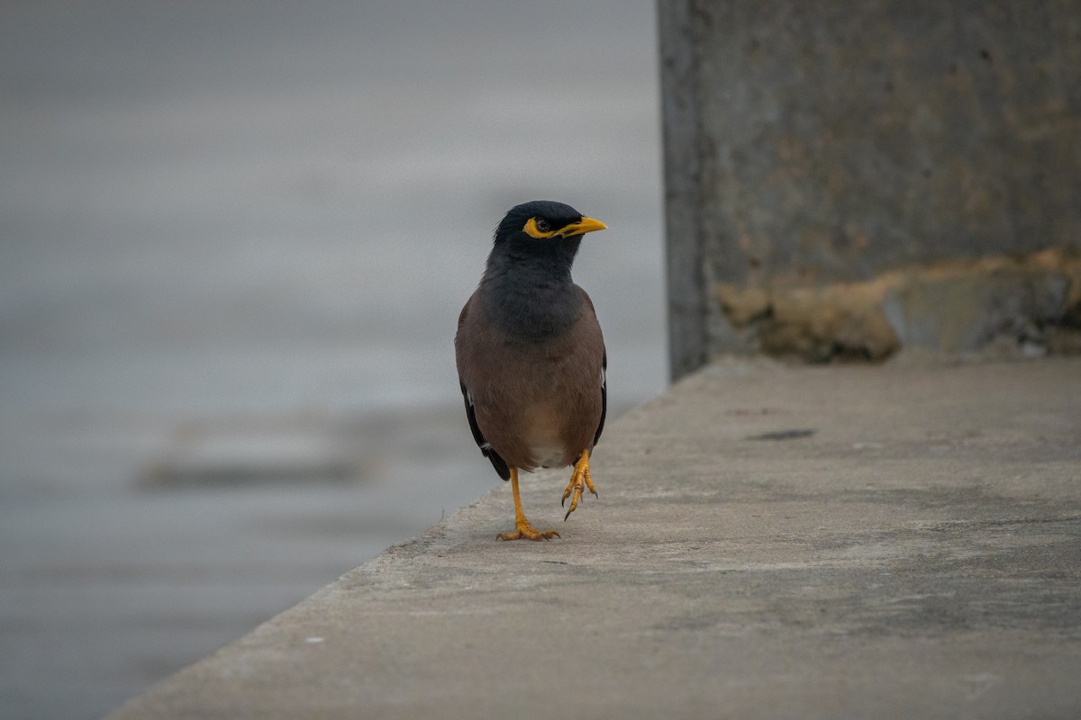 Common Myna - ML516919321