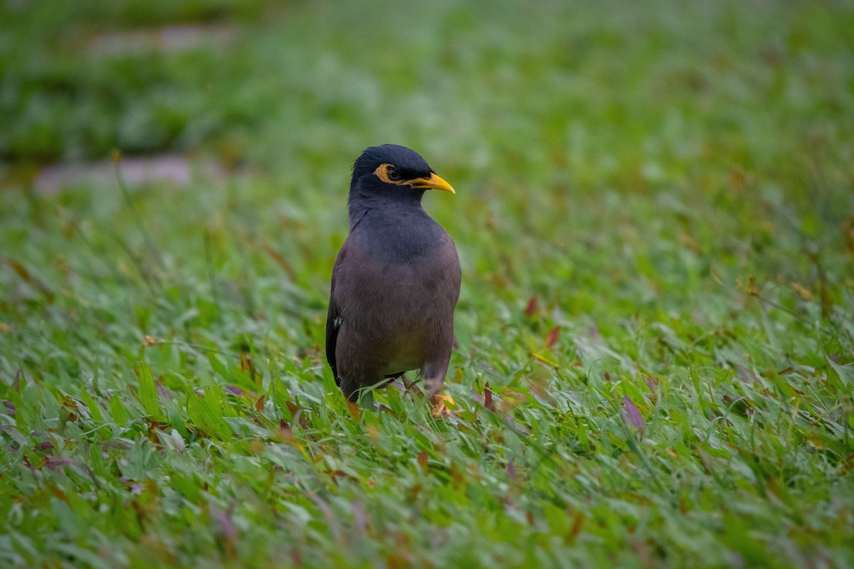 Common Myna - ML516919331