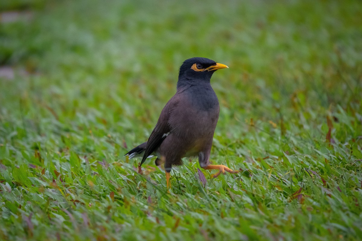 Common Myna - ML516919341