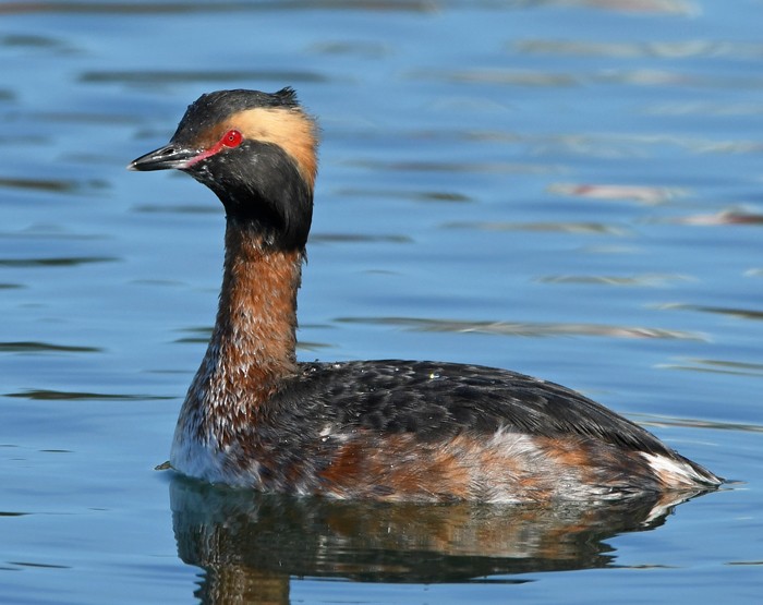 Horned Grebe - MJ OnWhidbey