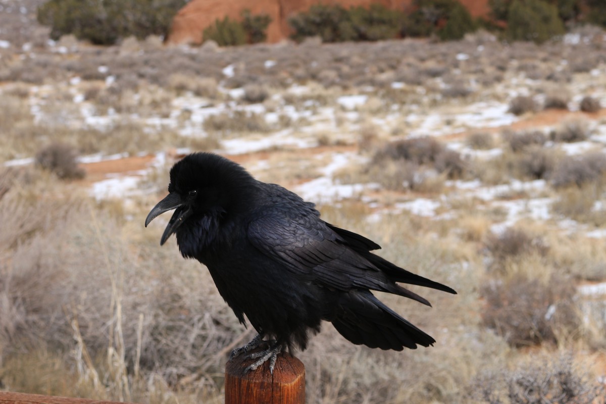 Common Raven - ML516921041