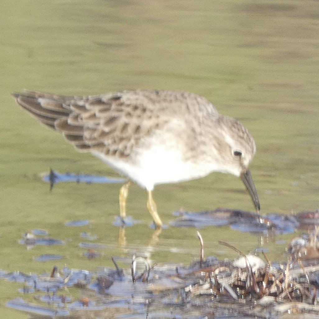 Least Sandpiper - ML516921871