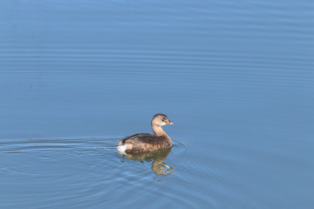 Pied-billed Grebe - Javier Cruz Nieto