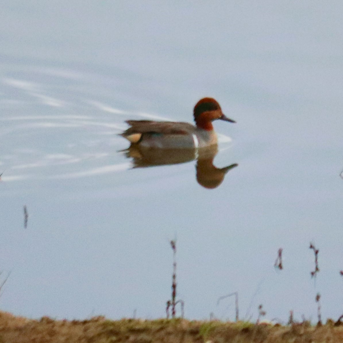 Green-winged Teal - ML516922221