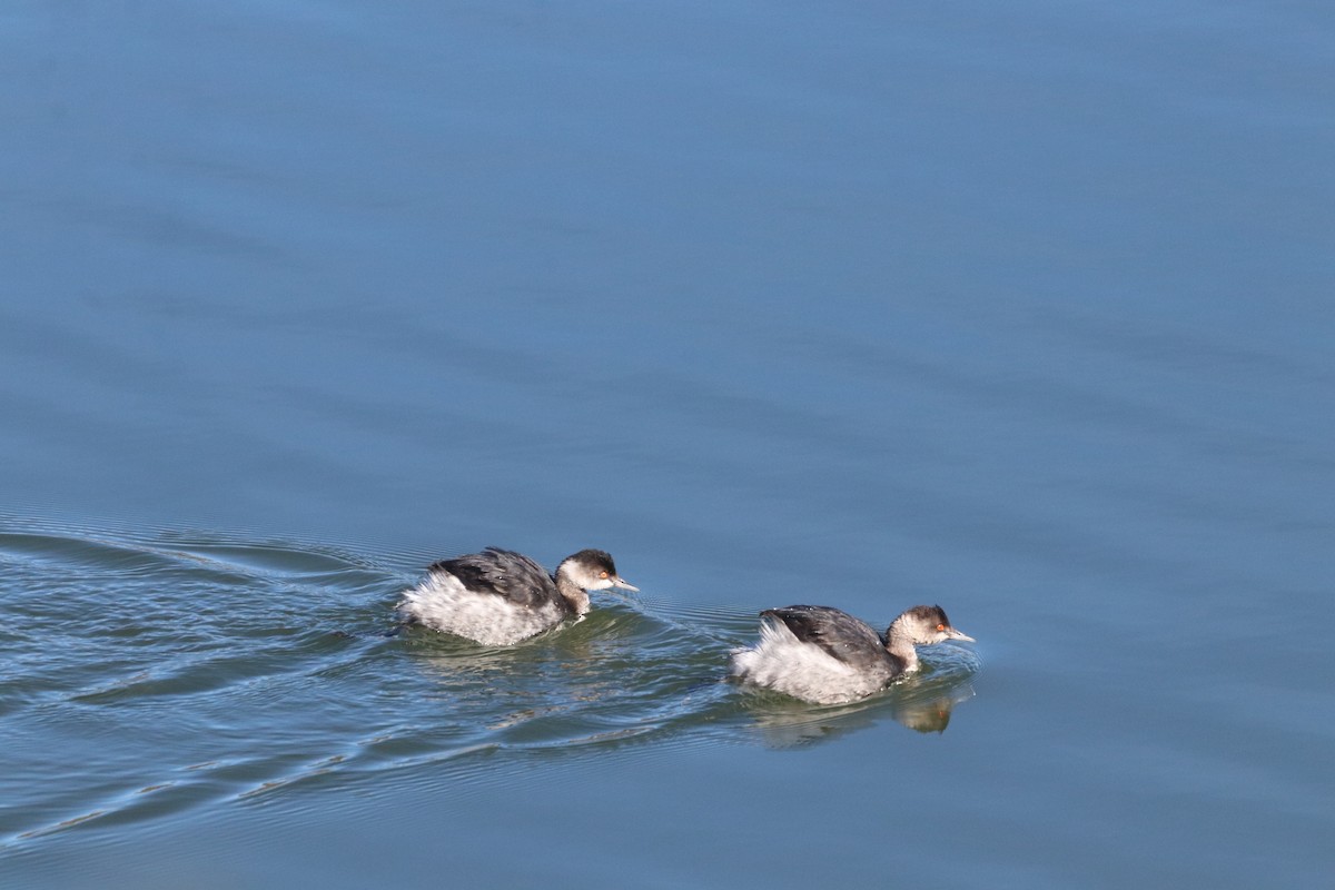 Eared Grebe - Javier Cruz Nieto