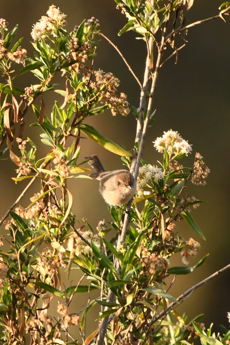 Bushtit - ML516922361