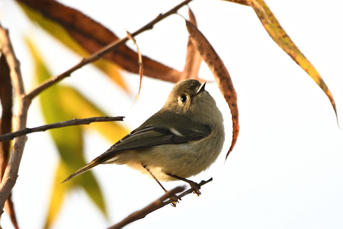 Ruby-crowned Kinglet - ML516922391