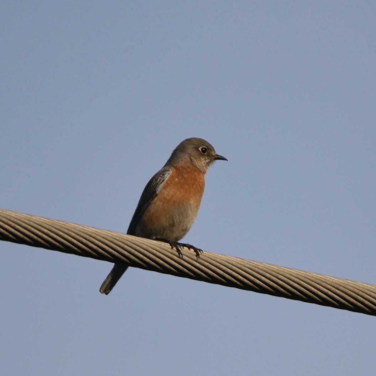 Western Bluebird - ML516922411
