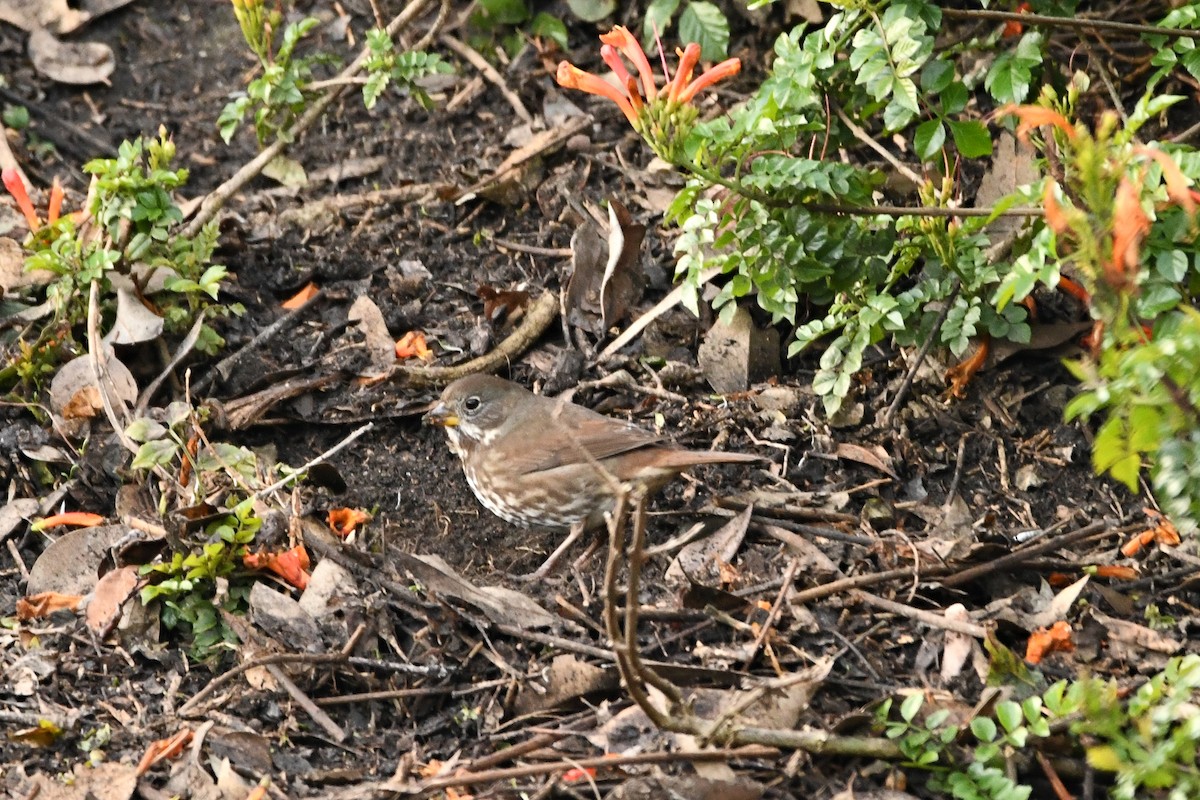 Fox Sparrow - ML516922491