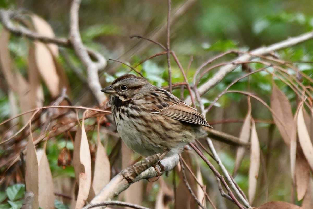 Song Sparrow - ML516922581