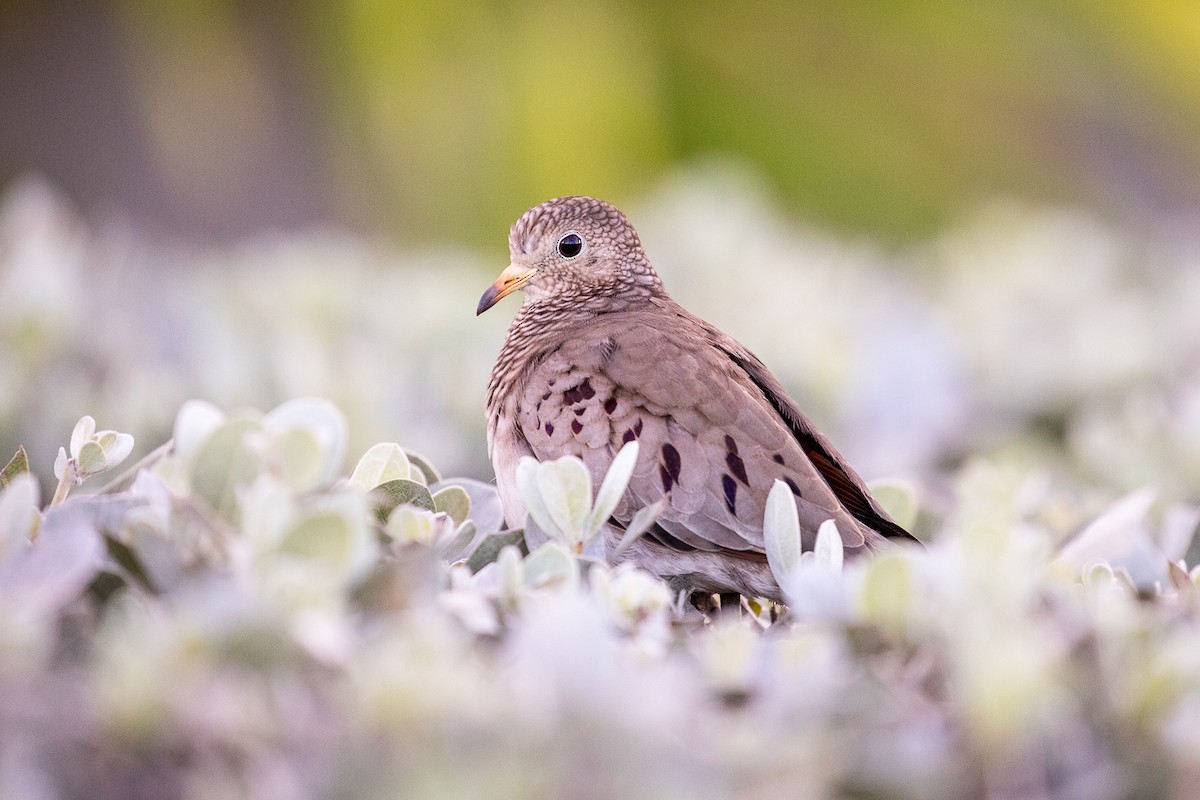 Common Ground Dove - ML516922931