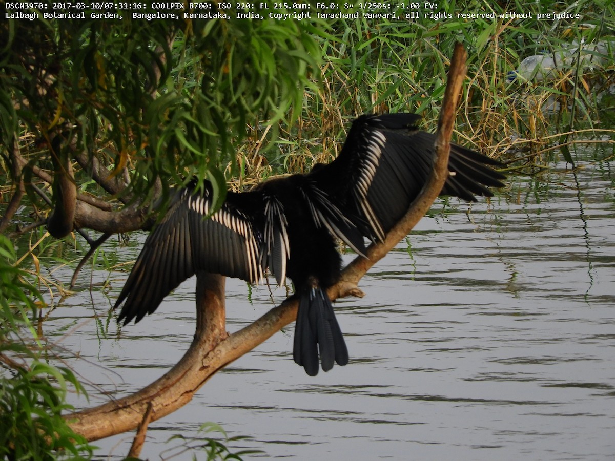 Oriental Darter - Tarachand Wanvari