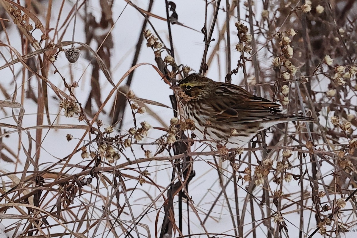 Savannah Sparrow - Steve Borgwald