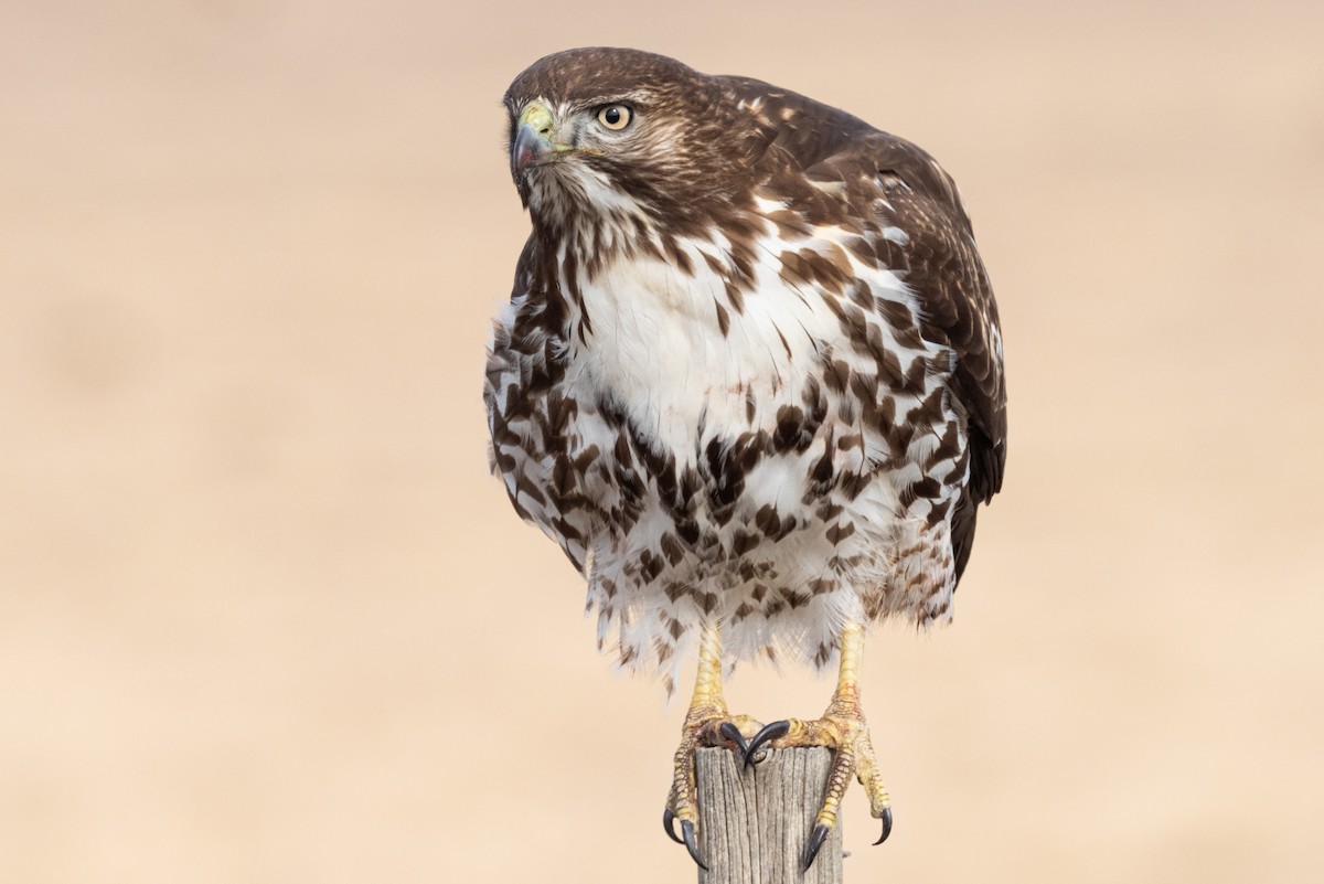 Red-tailed Hawk - Mike Thompson