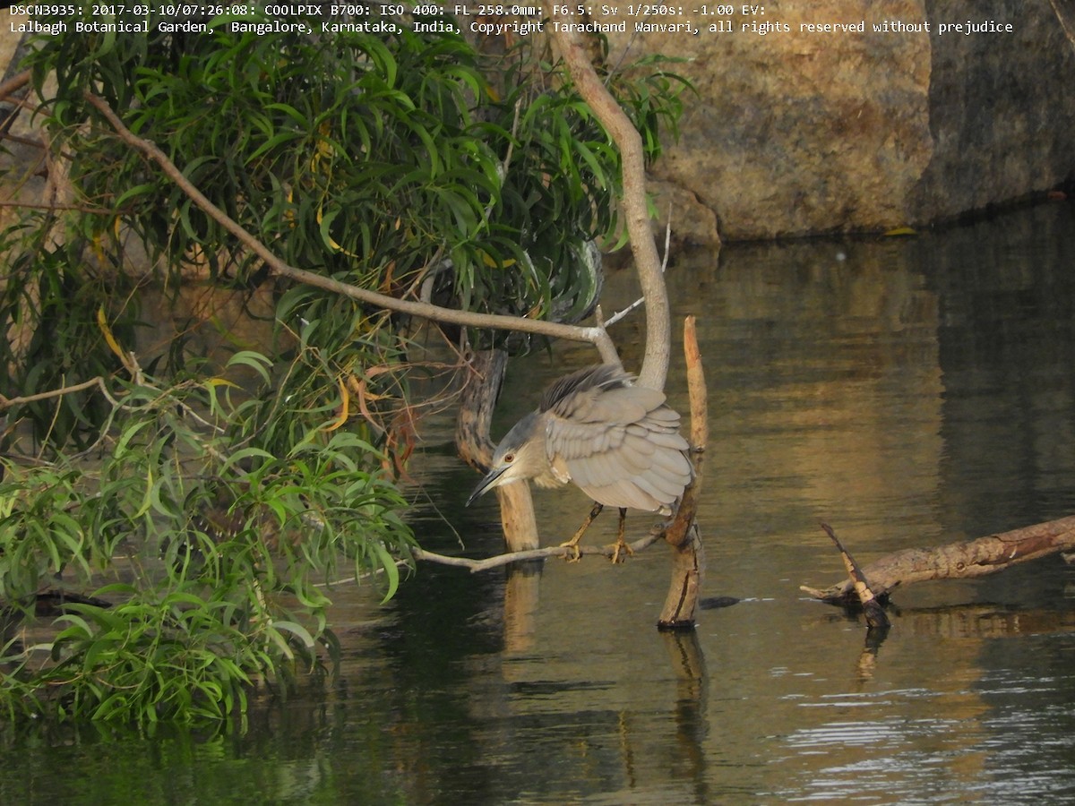 Black-crowned Night Heron - ML51692501