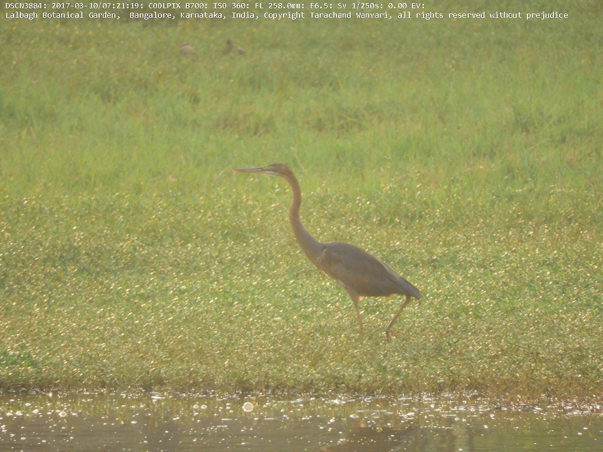 Purple Heron - ML51692571