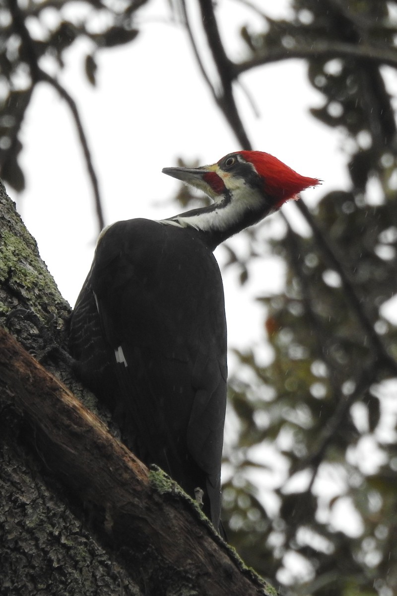 Pileated Woodpecker - ML516925861