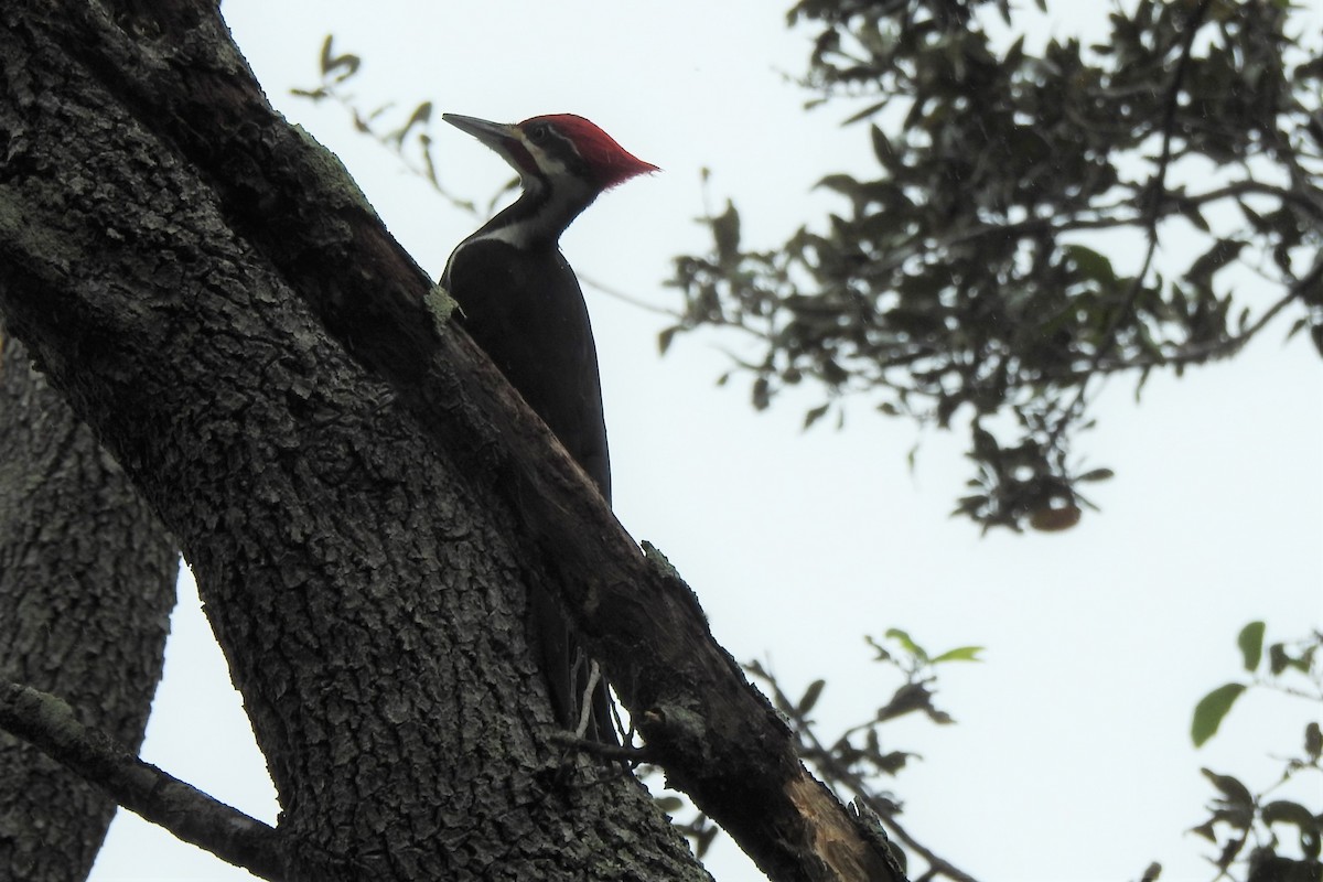 Pileated Woodpecker - ML516925871