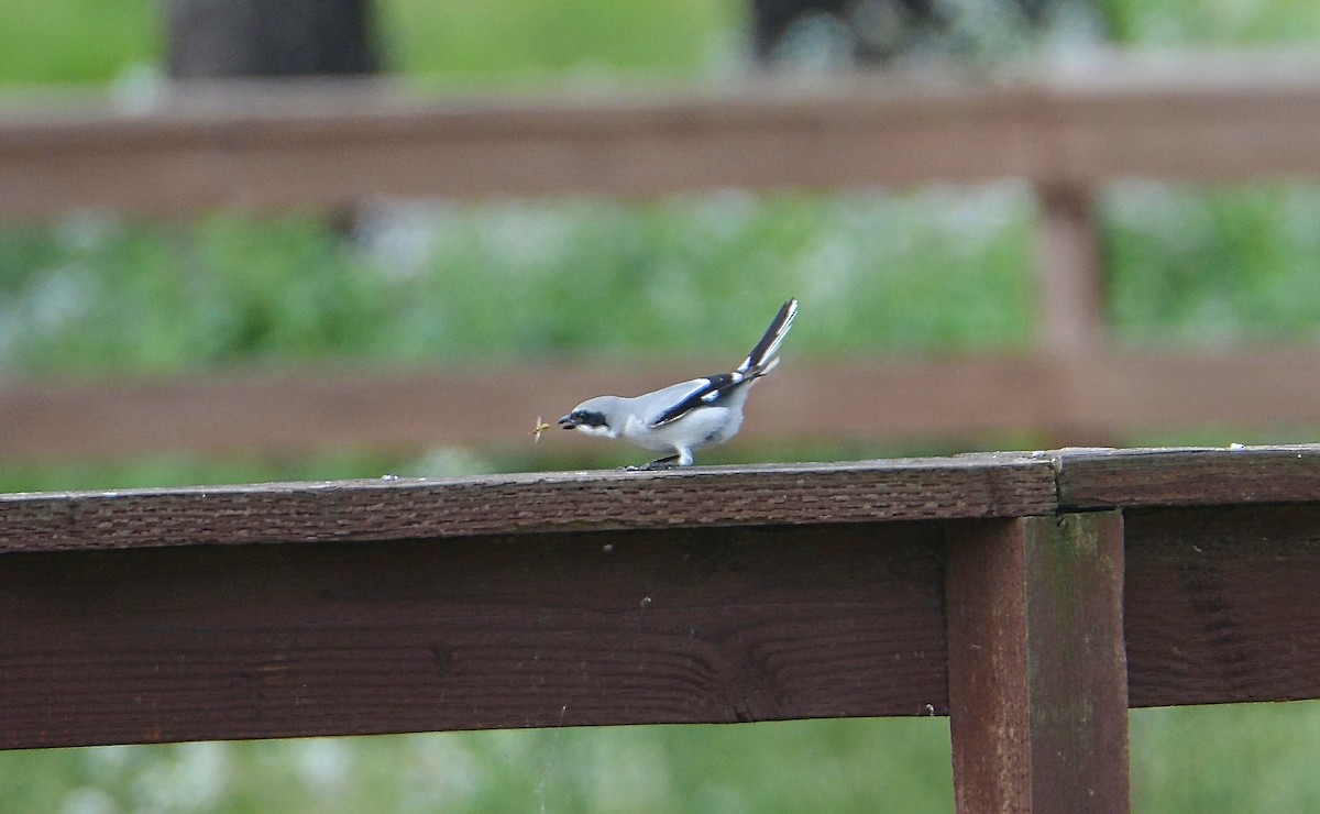 Loggerhead Shrike - ML51692591