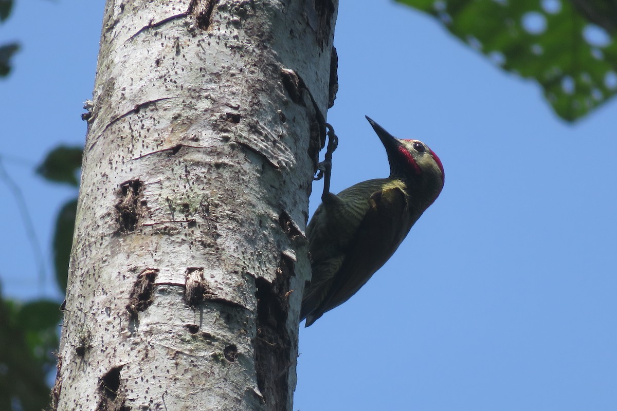 Golden-olive Woodpecker (rubripileus) - Guillaume Normand
