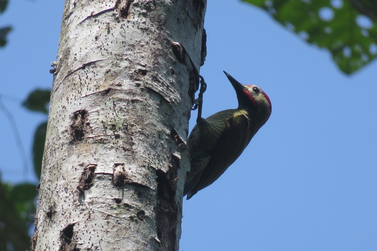 datel olivozlatý (ssp. rubripileus) - ML516926501