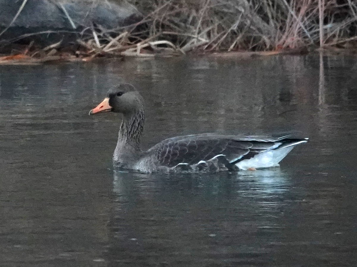 Greater White-fronted Goose - Thomas Jackman