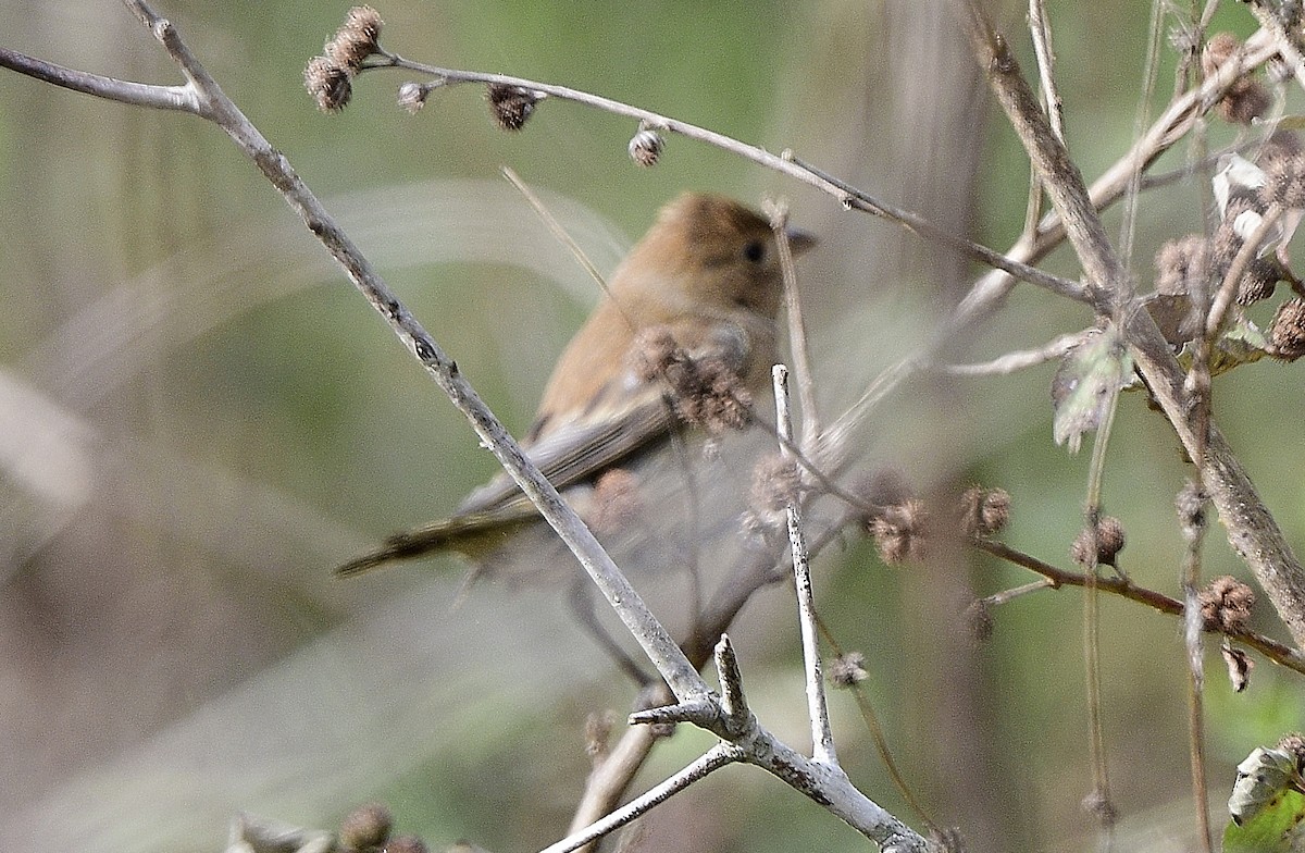 Passerin indigo - ML516928611