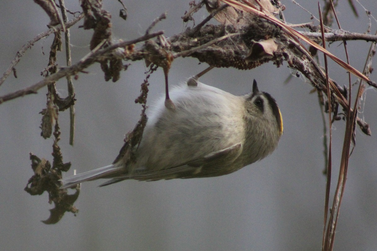 Golden-crowned Kinglet - ML516928771