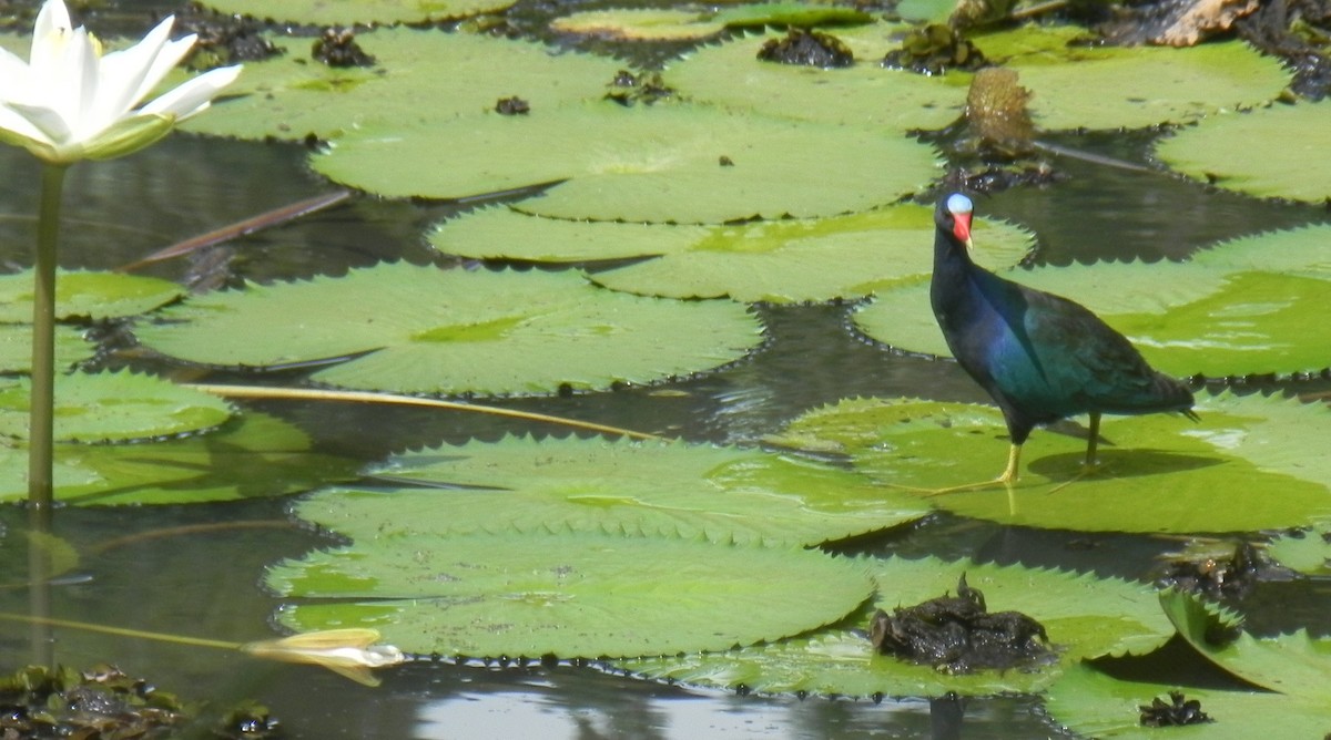 Purple Gallinule - ML516928841