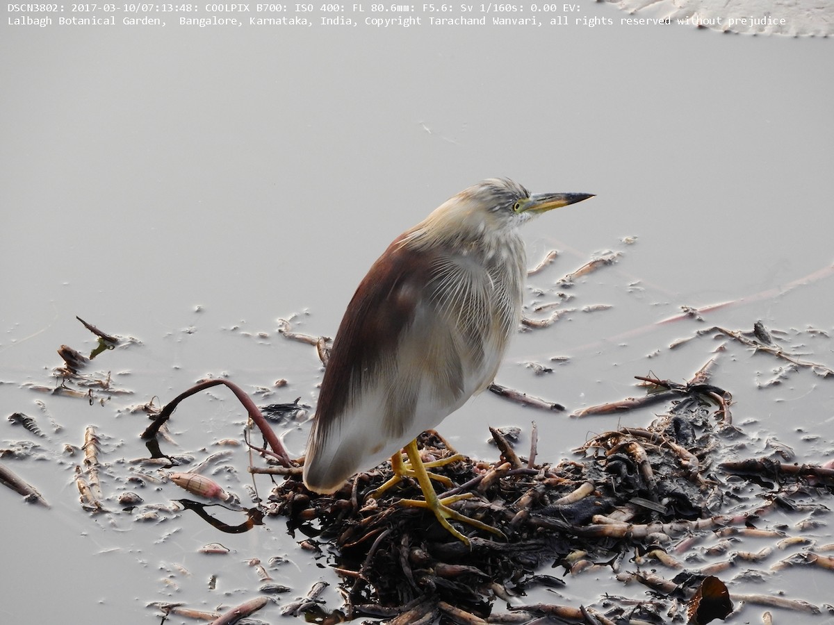 Indian Pond-Heron - ML51692951