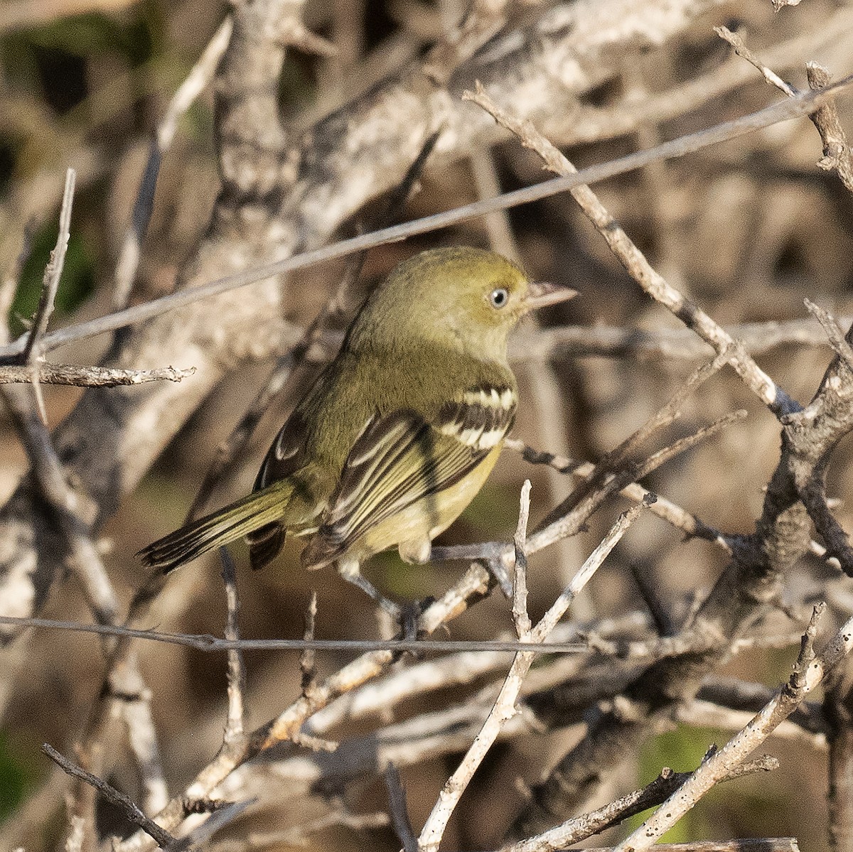 Vireo Jamaicano - ML516929721