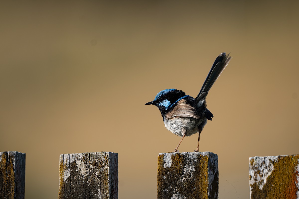 Superb Fairywren - ML516930111