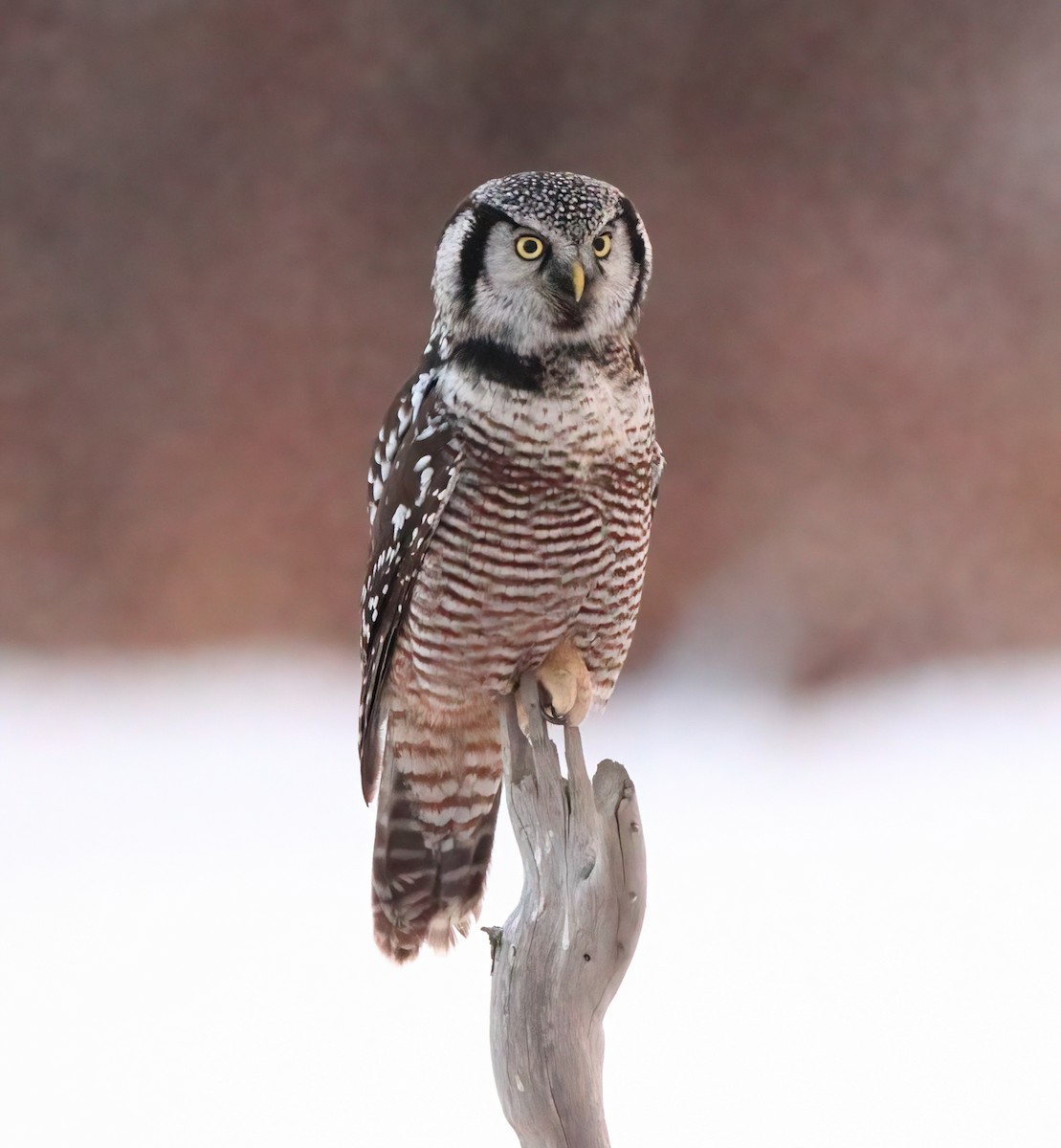 Northern Hawk Owl - Don Flack