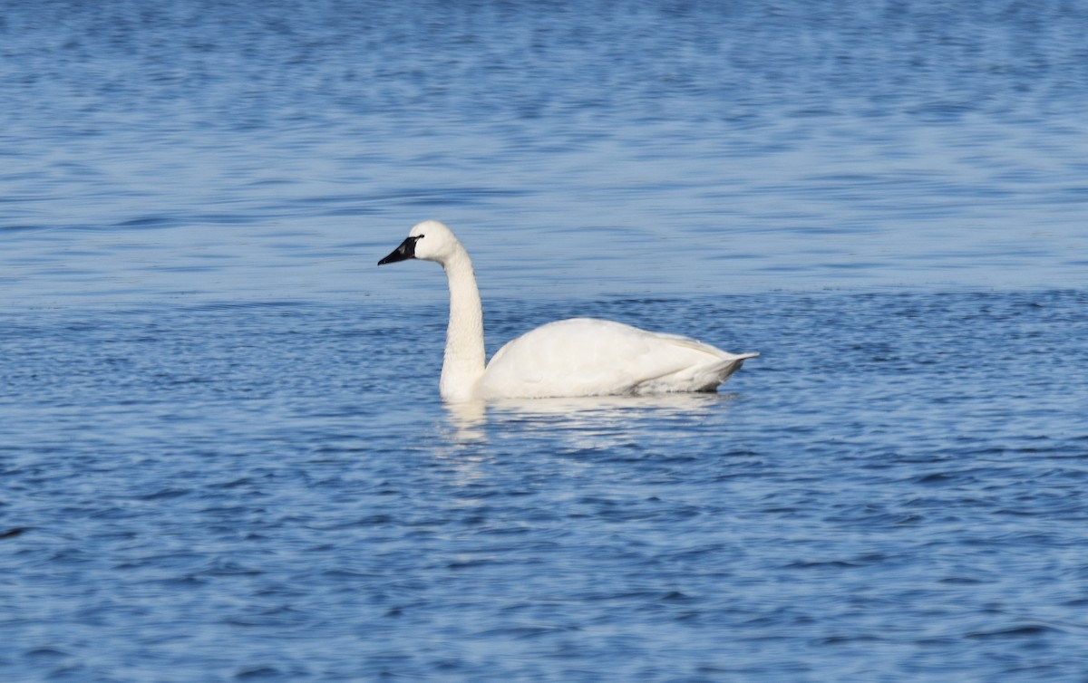 Tundra Swan - ML516931641