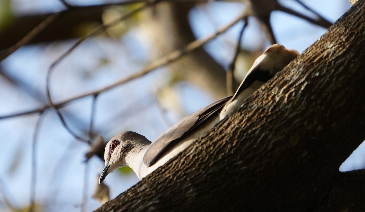 White-tipped Dove - Nevine Jacob