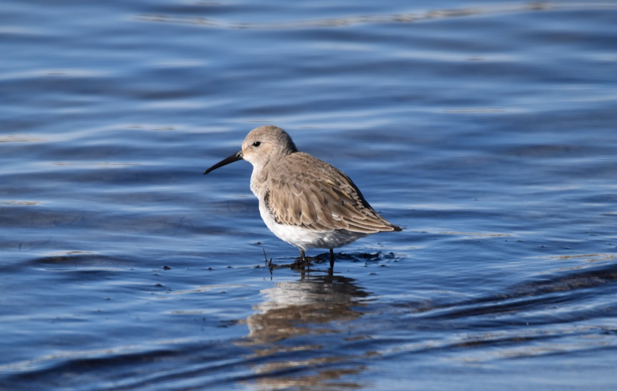 Dunlin - ML516932791