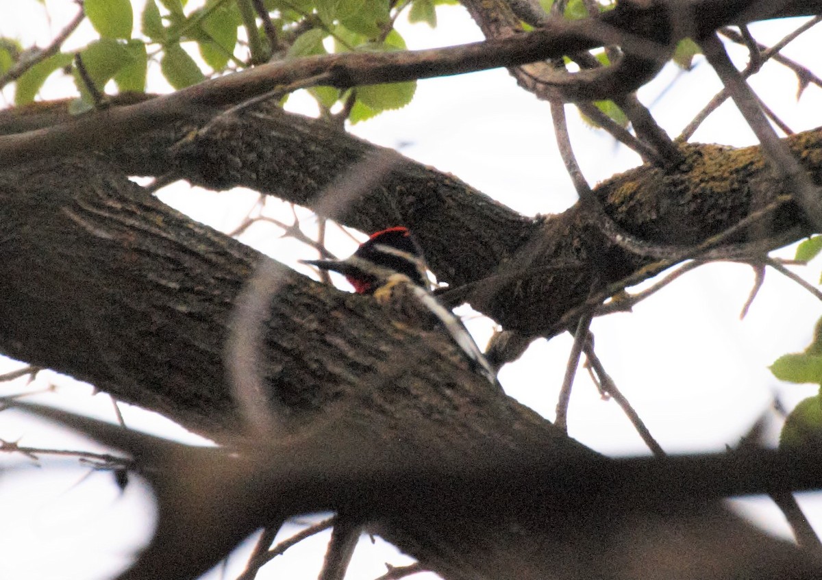 Yellow-bellied Sapsucker - ML51693281