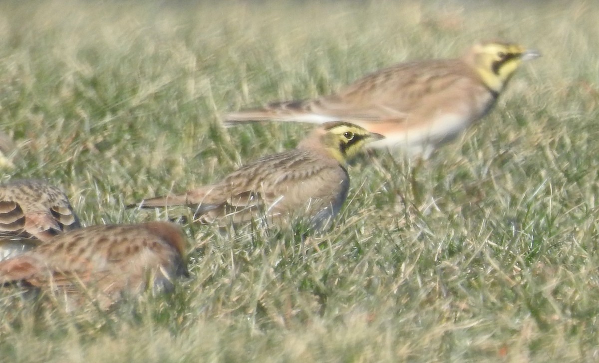 Horned Lark - ML516933291